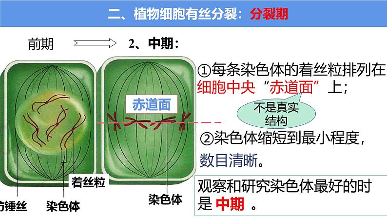 浙科版2019高一生物必修一 4.1细胞通过分裂增殖 课件08