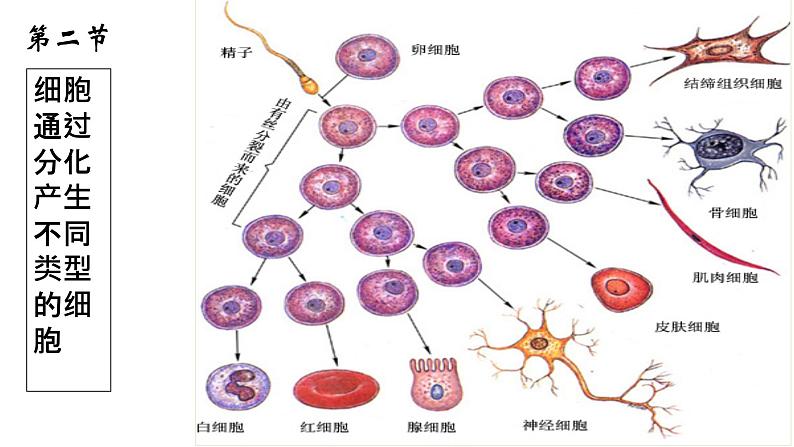 浙科版2019高一生物必修一 4.2细胞通过分化产生不同类型的细胞 课件01