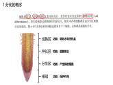 浙科版2019高一生物必修一 4.2細(xì)胞通過分化產(chǎn)生不同類型的細(xì)胞 課件