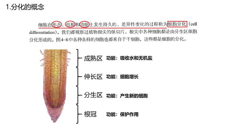 浙科版2019高一生物必修一 4.2细胞通过分化产生不同类型的细胞 课件02