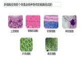 浙科版2019高一生物必修一 4.2細(xì)胞通過分化產(chǎn)生不同類型的細(xì)胞 課件