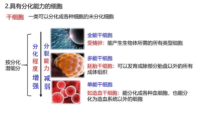 浙科版2019高一生物必修一 4.2细胞通过分化产生不同类型的细胞 课件05