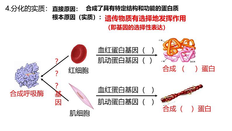 浙科版2019高一生物必修一 4.2细胞通过分化产生不同类型的细胞 课件07