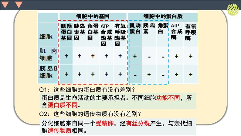 浙科版2019高一生物必修一 4.3细胞凋亡是编程性死亡 课件04