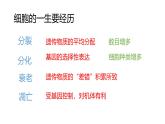 浙科版2019高一生物必修一 第四章细胞的生命历程 章末复习课件