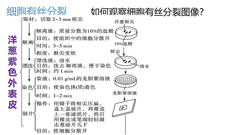 浙科版2019高一生物必修一 第四章细胞的生命历程 章末复习课件03