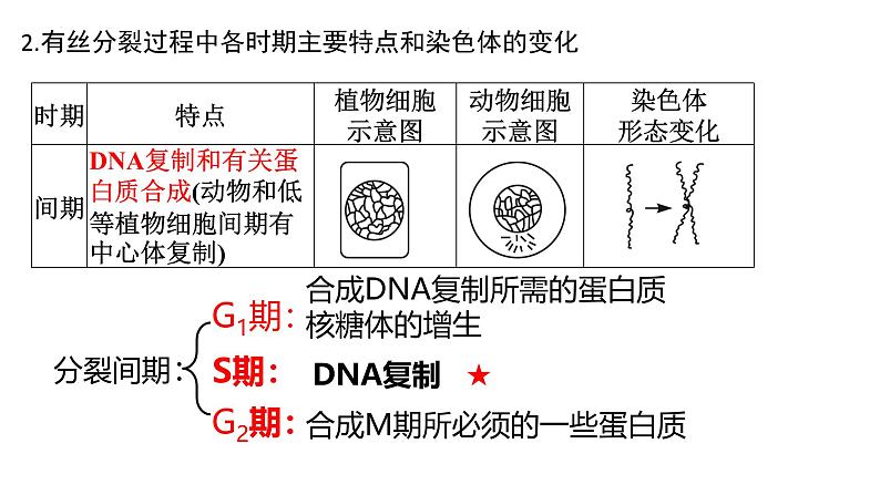 浙科版2019高一生物必修一 第四章细胞的生命历程 章末复习课件07