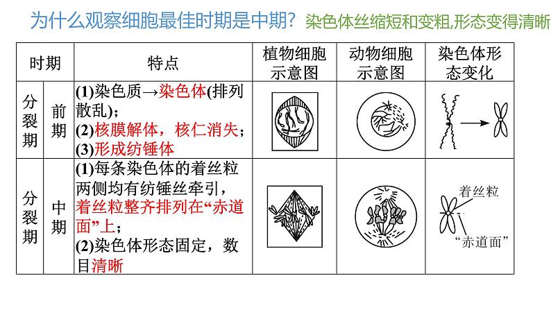 浙科版2019高一生物必修一 第四章细胞的生命历程 章末复习课件08