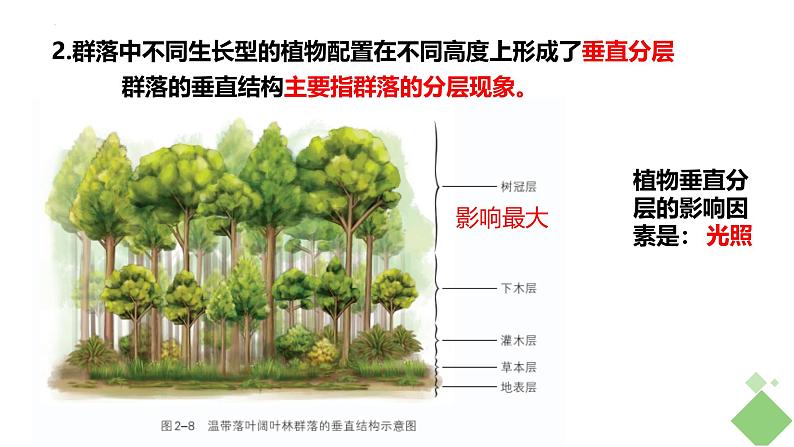 浙科版2019高二生物选择性必修二 2.2群落具有垂直、水平和时间结构 课件06