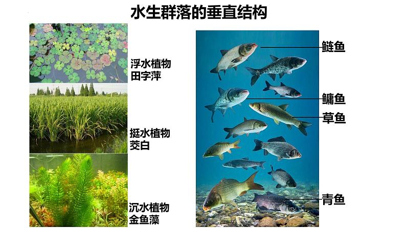 浙科版2019高二生物选择性必修二 2.2群落具有垂直、水平和时间结构 课件08