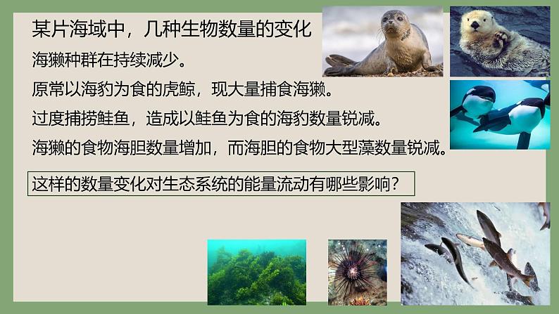 浙科版2019高二生物选择性必修二 3.3生态系统中的能量单向递减流动 课件03