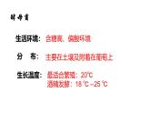 人教版新课标高中生物选修一 同步课件1.1果酒果醋的制作 课件