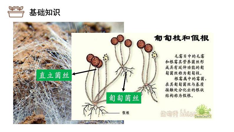 2021-2022学年高二下学期生物人教版选修1  1.2腐乳的制作课件第5页