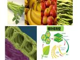 人教版新课标高中生物选修一 同步课件2.3分解纤维素的微生物的分离 课件