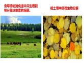 人教版新课标高中生物选修一 同步课件2.3分解纤维素的微生物的分离 课件
