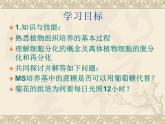人教版新课标高中生物选修一 同步课件专题3课题1菊花的组织培养  课件