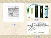 人教版新课标高中生物选修一 同步课件专题3课题1菊花的组织培养  课件