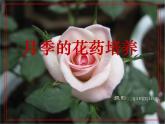人教版新课标高中生物选修一 同步课件3.2《月季的花药培养》课件