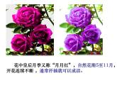 人教版新课标高中生物选修一 同步课件3.2《月季的花药培养》课件