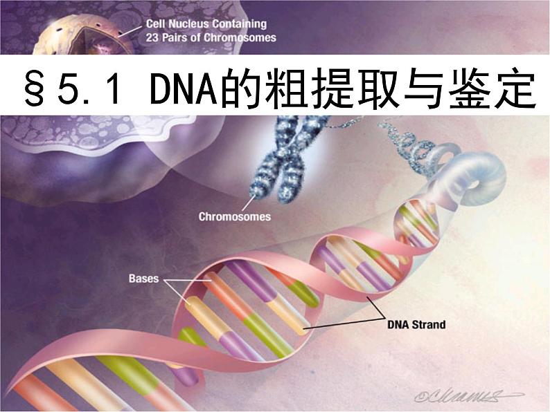 人教版新课标高中生物选修一 同步课件5.1DNA的粗提取与鉴定 课件02