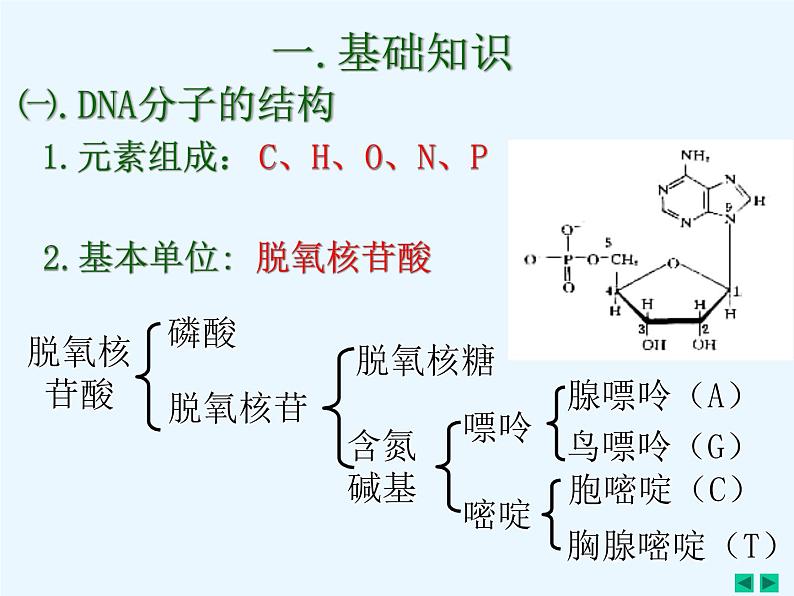 人教版新课标高中生物选修一 同步课件5.2多聚酶链式反应扩增DNA片断 课件02