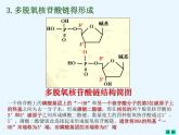 人教版新课标高中生物选修一 同步课件5.2多聚酶链式反应扩增DNA片断 课件