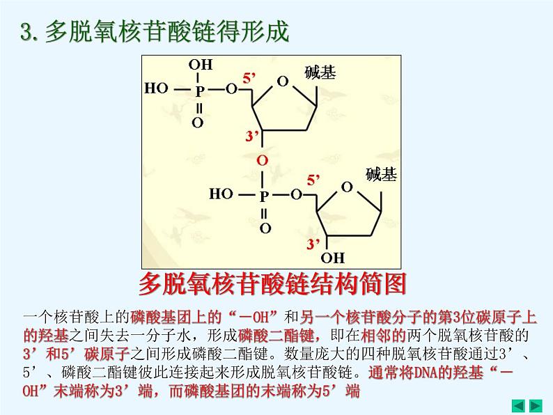 人教版新课标高中生物选修一 同步课件5.2多聚酶链式反应扩增DNA片断 课件03