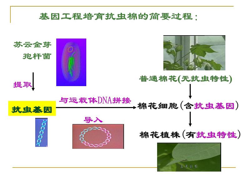 人教版（新课程标准）高二下学期生物选修三 1.2--基因工程的基本操作程序 课件02