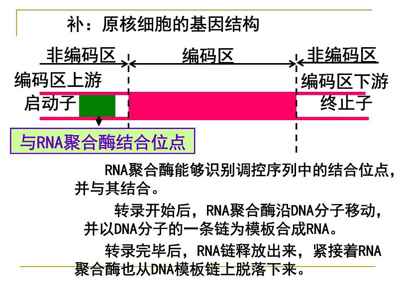 人教版（新课程标准）高二下学期生物选修三 1.2--基因工程的基本操作程序 课件07