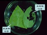 人教版（新课程标准）高二下学期生物选修三 1.3基因工程的应用 课件