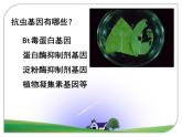 人教版（新课程标准）高二下学期生物选修三 1.3基因工程的应用 课件