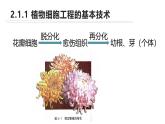 人教版（新课程标准）高二下学期生物选修三 3  2.1植物细胞工程 课件