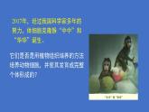 人教版（新课程标准）高二下学期生物选修三 专题2 细胞工程_2.2 动物细胞工程动物细胞培养和核移植技术 课件