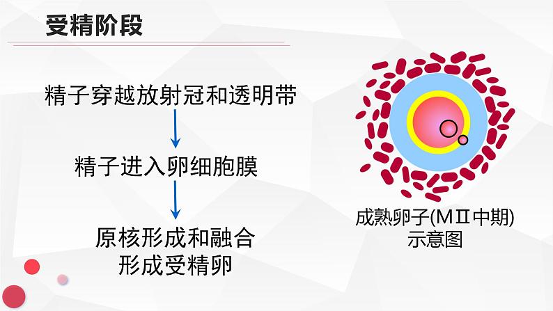 3.1体内受精和早期胚胎发育课件2021-2022学年高二下学期生物人教版选修3第6页