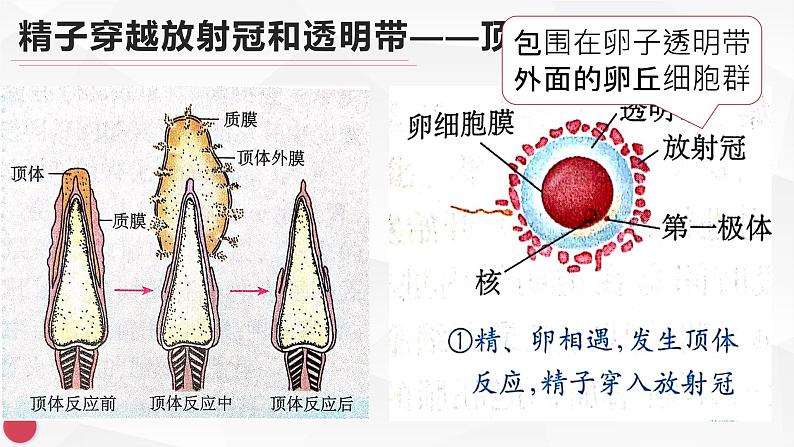 3.1体内受精和早期胚胎发育课件2021-2022学年高二下学期生物人教版选修3第7页