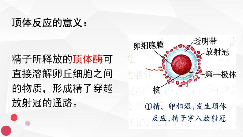 3.1体内受精和早期胚胎发育课件2021-2022学年高二下学期生物人教版选修3第8页