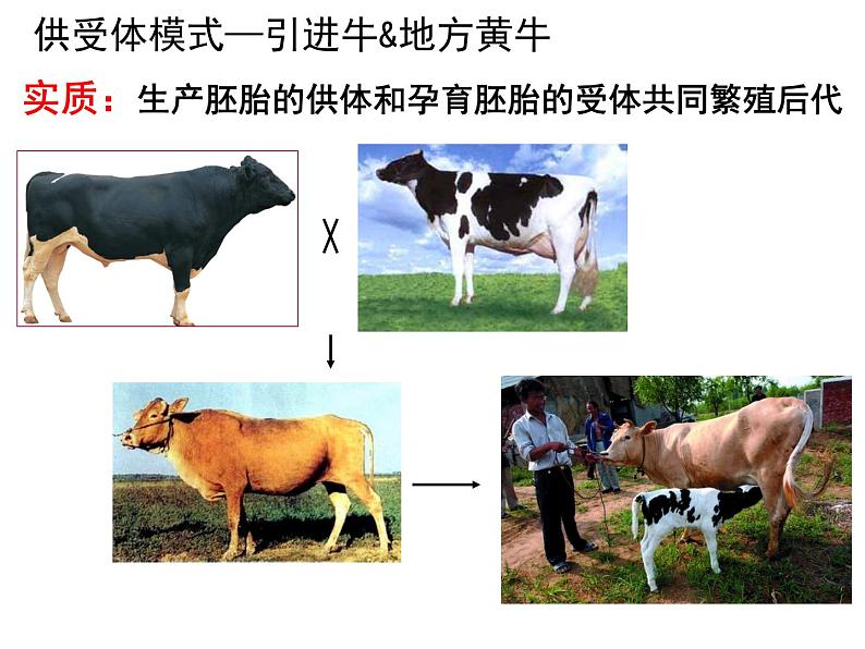高中生物人教版选修33．3胚胎工程的应用及前景（共30张PPT）第7页