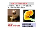 人教版（新课程标准）高二下学期生物选修三 专题4 关注生物技术伦理问题 课件