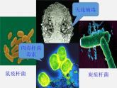 人教版（新课程标准）高二下学期生物选修三 专题4第3节禁止生物武器 课件