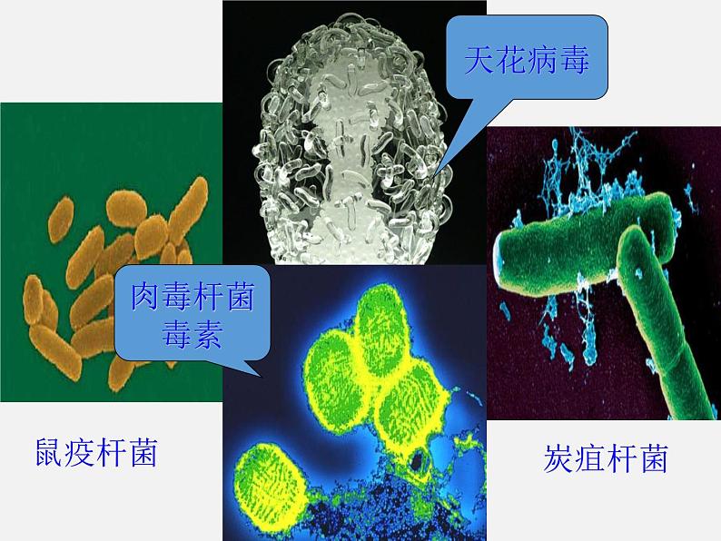 人教版高中生物选修3专题4第3节禁止生物武器（共38张PPT）第5页