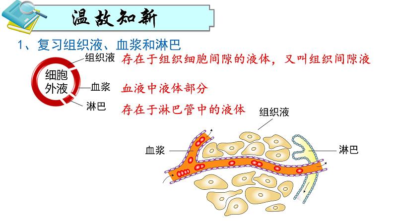 人教版生物高二上学期必修三  1.1细胞生活的环境 课件01