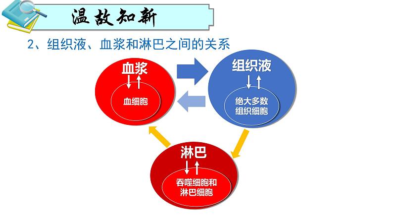 人教版生物高二上学期必修三  1.1细胞生活的环境 课件02