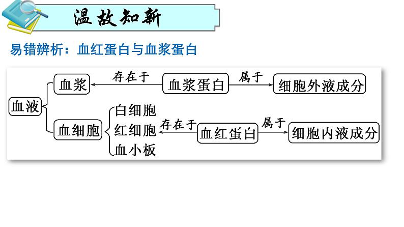 人教版生物高二上学期必修三  1.1细胞生活的环境 课件05