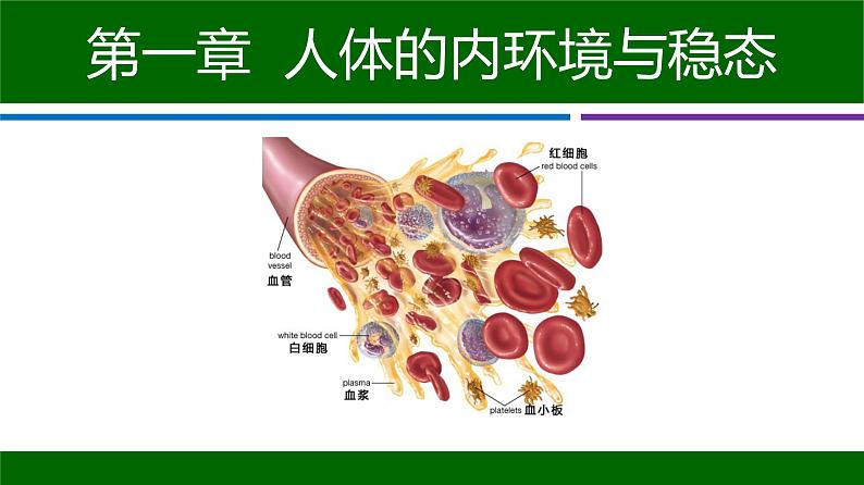 人教版生物高二上学期必修三  1.1细胞生活的环境 课件02