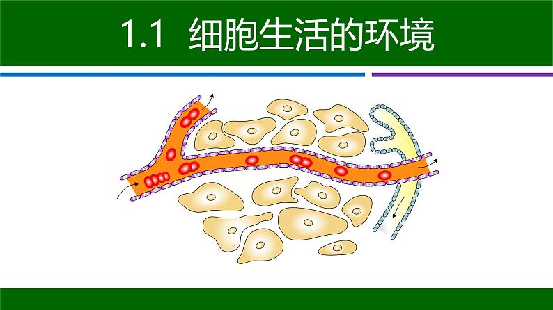 人教版生物高二上学期必修三  1.1细胞生活的环境 课件03