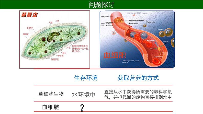 人教版生物高二上学期必修三  1.1细胞生活的环境 课件05