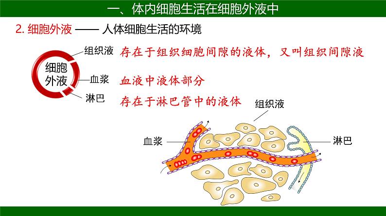 人教版生物高二上学期必修三  1.1细胞生活的环境 课件07