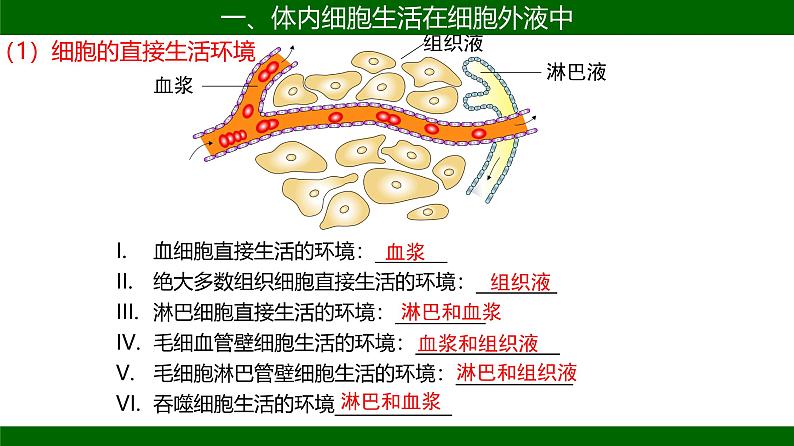 人教版生物高二上学期必修三  1.1细胞生活的环境 课件08