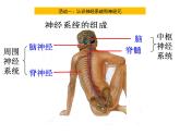 人教版生物高二上学期必修三 2.1通过神经系统的调节第1课时 课件