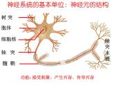 人教版生物高二上学期必修三 2.1通过神经系统的调节第1课时 课件